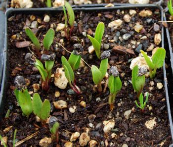 Madder (Rubia tinctorum) seeds, organic | Strictly Medicinal Seeds