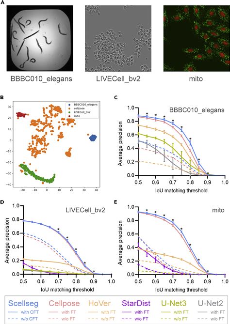 Scellseg A Style Aware Deep Learning Tool For Adaptive Cell Instance