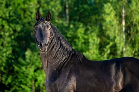 Breed Stallion Background Images, HD Pictures and Wallpaper For Free ...