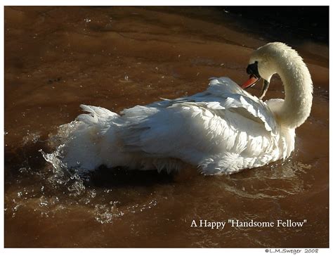 Swan Lovers