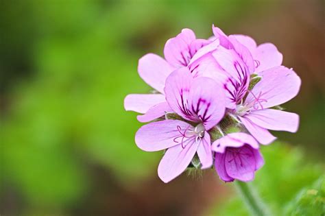 Géranium Feuilles Fleur Photo Gratuite Sur Pixabay Pixabay