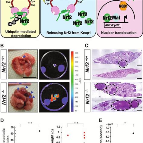 A Schematic Diagram Of BM Transplantation Experiment See Materials