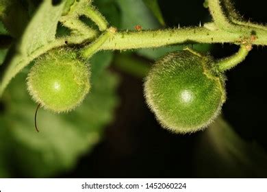 1,353 Wild Solanaceae Fruits Images, Stock Photos & Vectors | Shutterstock