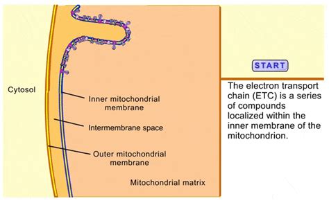 Electron Transport Chain 