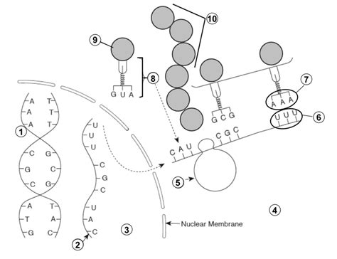 Protein Synthesis Diagram Diagram | Quizlet 