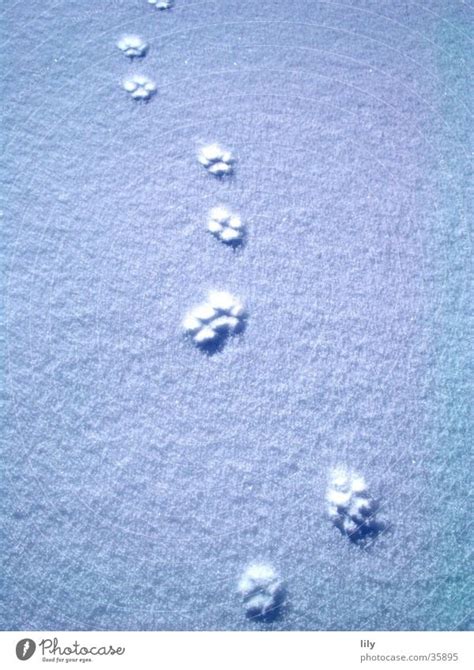 Spuren Im Schnee Katze Ein Lizenzfreies Stock Foto Von Photocase