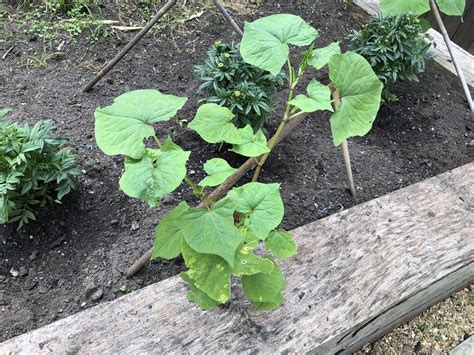 Plants That Look Like Japanese Knotweed Plants Mistaken For Knotweed