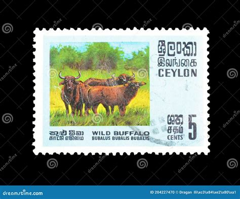 Cancelled Postage Stamp Printed By Ceylon That Shows Wild Buffalo