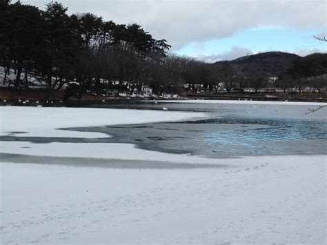 Takamatsu Pond: a winter haven for swans