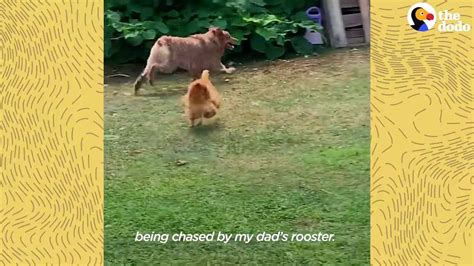 Rooster Loves Chasing This Big Dog The Dodo Odd Couples Animal