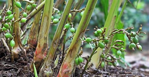 grow flavorful cardamom   home garden gardeners path