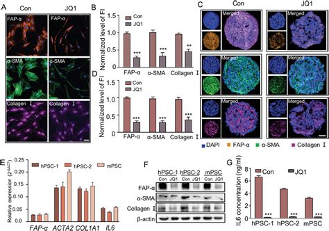 Disruption Of Super‐enhancers In Activated Pancreatic Stellate Cells