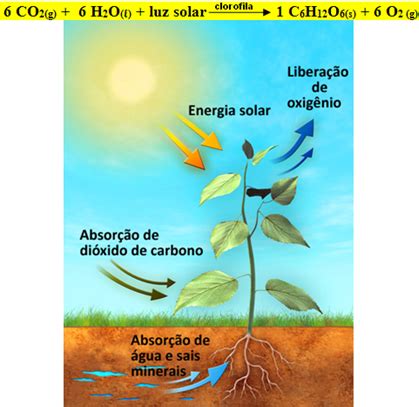 De Onde Vem A Energia Dos Alimentos Energia Dos Alimentos