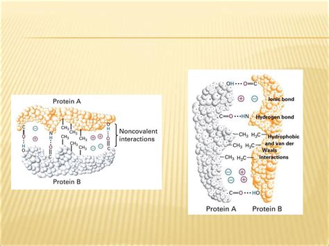 Packet 9 Amino Acids And Protiens Ppt Download