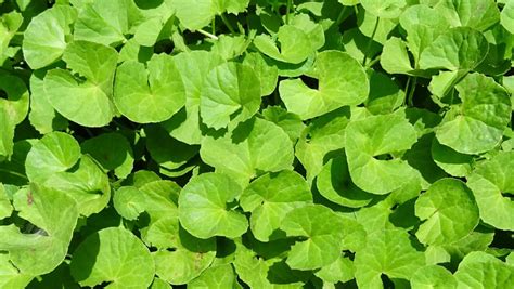 Centella asiatica proprietà principali e controindicazioni