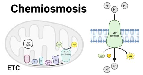 Chemiosmosis: Definition, Components, Mechanisms, Uses