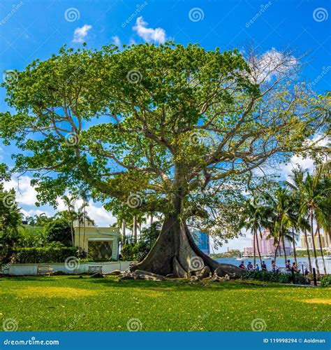 Giant Kapok Tree Stock Photo Image Of Tropical Light 119998294