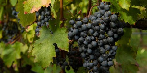 Italian Carmenere - INAMA