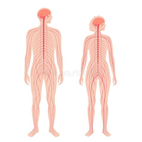 Central Nervous System Stock Vector Illustration Of System 229568953