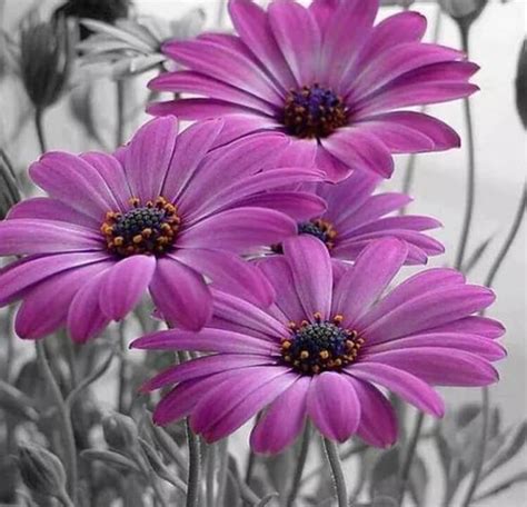 Purple Gerber Daisies Painting Kit – All Diamond Painting