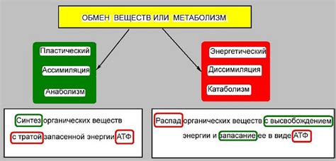 Метаболизм