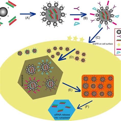 Schematic representation of the siRNA gene delivery system. (A ...