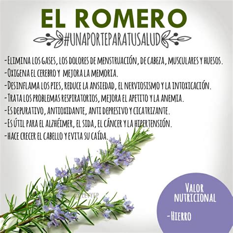 Infusi N De Romero Beneficios Y Propiedades