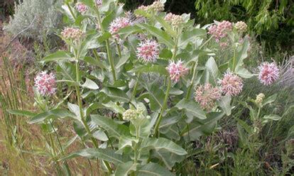 Showy Milkweed Growing Asclepias Speciosa Epic Gardening