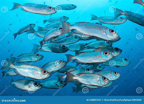 School Of Crescent Tail Bigeye Fish Stock Image Image Of Papua Dive