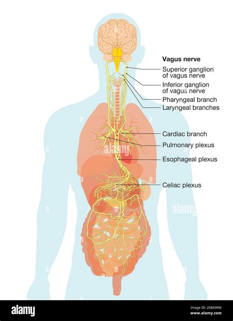 Vagus Nerve Anatomy