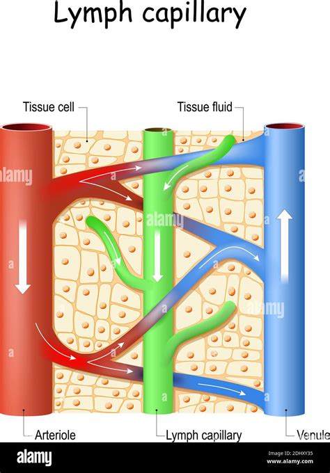 What Is A Capillary