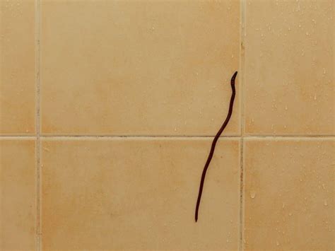 How To Get Rid Of Black Worms In Bathroom 13 Easy Ways 2022