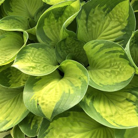 Rainforest Sunrise Hosta - Pahl's Market - Apple Valley, MN