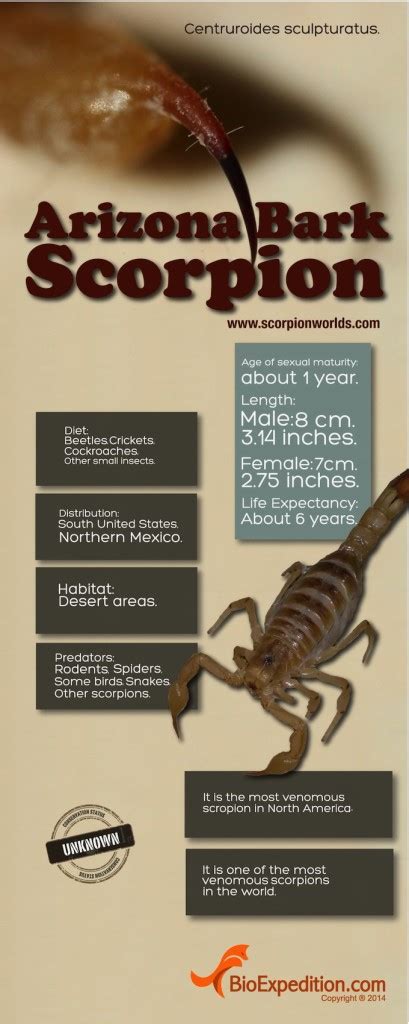 Arizona Bark Scorpion Infographic - Scorpion Facts and Information