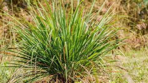 Como Espantar Pernilongos Solu Es Naturais E Eficazes