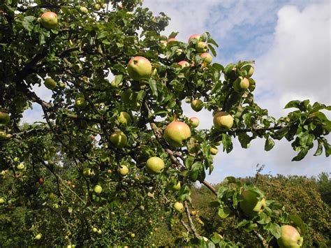 introducing  apple orchard green mann spring