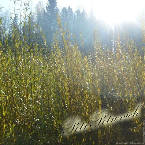 Лоза ивы (70 фото) - фото - картинки и рисунки: скачать бесплатно