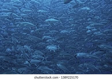 Marine Ecosystem Underwater View Blue Ocean Stock Photo 1389225170 ...