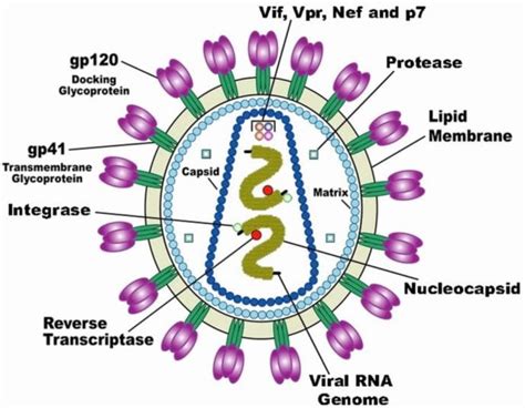 Structure of HIV – Finding a Cure for HIV/AIDS