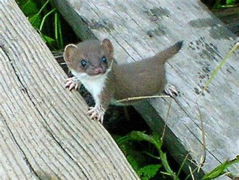 Baby Stoat - Photorator