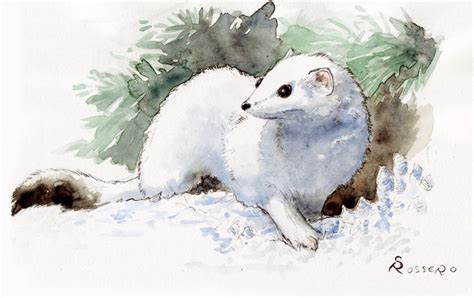 Ermine In Winter Ermine Animal Art Creature Art