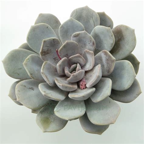 Echeveria Asante Sana Pavijardim