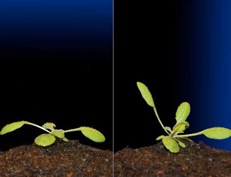 C Mo Saben Las Plantas De D Nde Proviene La Luz Cient Ficos Dan Con