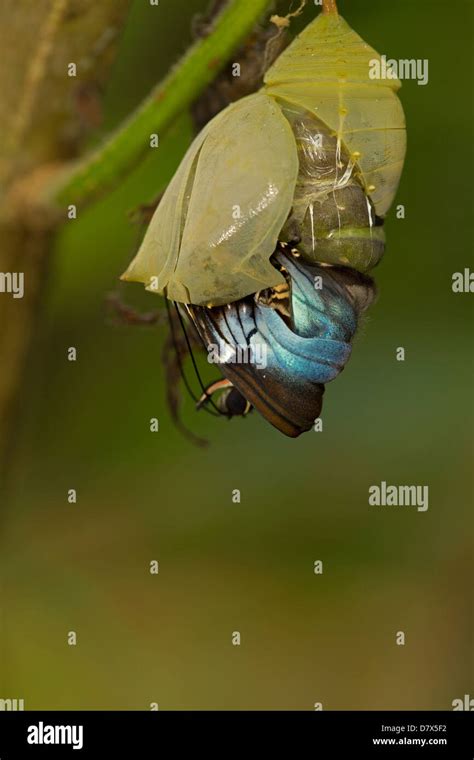 Blue Morpho Morpho Peleides Tropical Rainforest Costa Rica Part Of