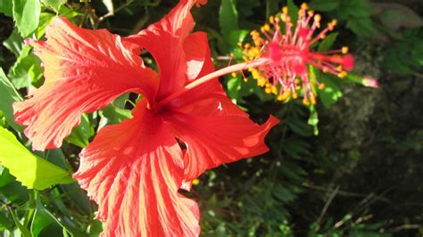 Flower Forest Botanical Gardens | Sporting Barbados