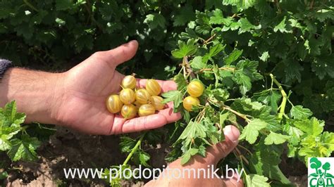 🌿 Самый ранний сорт крыжовника Яровой. Желтый крыжовник суперраннего ...