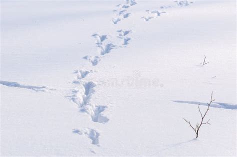 Animal Footprints in the Snow, Background Stock Photo - Image of footprints, abstract: 304452648