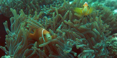 Flora and Fauna of Lakshadweep Islands - Travel Viewpoint