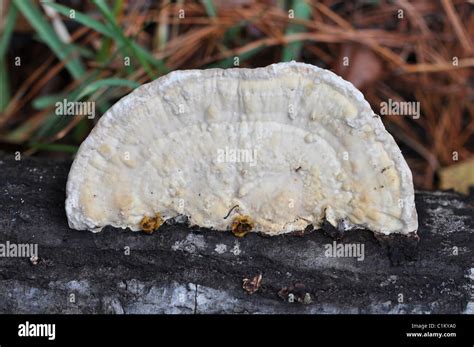 Mushroom On Decaying Tree Hi Res Stock Photography And Images Alamy