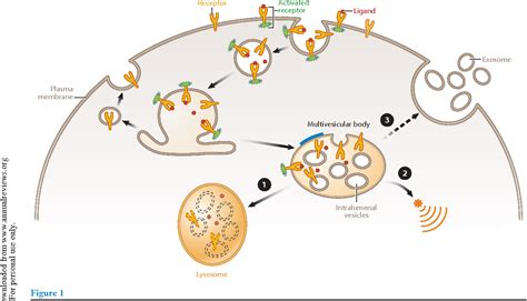 Figure 1 From Multivesicular Body Morphogenesis Semantic Scholar